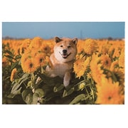 柴犬まる ポストカード ひまわり AE15885