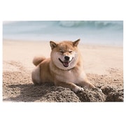 柴犬まる ポストカード 海 AE15887