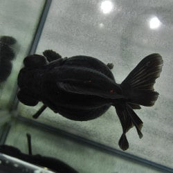受付終了】金魚 高級出目金 5匹