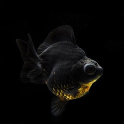 受付終了】金魚 高級出目金 5匹