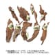 約20.0～25.0cm 流木 小