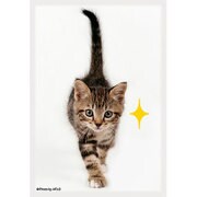 キャラクタースリーブ・ミニ 猫 キラリ [80枚]