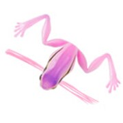 生ガエル #4 ピンクアマガエル [フロッグ]