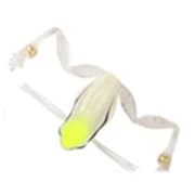 生ガエル #12 クリアーアマガエル [フロッグ]