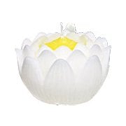 蓮の花 大 ホワイト 箱入り