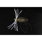 活虫 チャートバックカメムシ