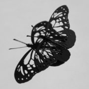 Asagimadara130_black [d-torso（ディートルソ） ダンボールクラフト 蝶段]