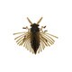 NoLook BUG ノールックバグ #606 マッドバグ