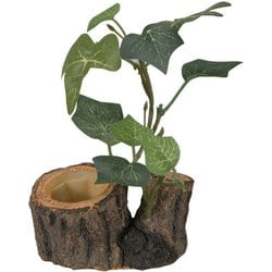 緑のお皿