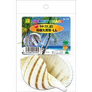 オカヤドカリの宿替え貝殻 LL