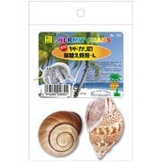 オカヤドカリの宿替え貝殻 L