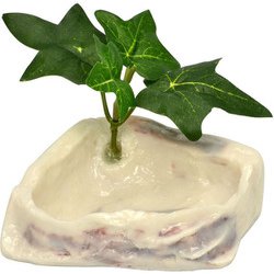 オカヤドカリのプール