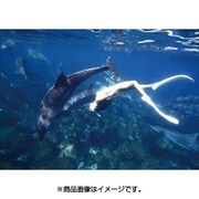 CL-375 [カレンダー ドルフィンスイム]