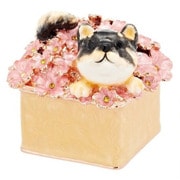 JewelryBox 柴犬 ふくとこてつ 四季シリーズ 柴犬のこてつ 黒 EX510-2