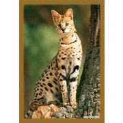 キャラクタースリーブ・ミニ サーバルキャット [80枚]