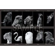 10-792 [ジグソーパズル The Zoological Garden ～言葉のない対話～ アニマルセレクション 1000ピース]