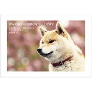 2018年 お年玉付き 年賀はがき 5枚パック 2018-No.16
