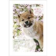 2018年 お年玉付き 年賀はがき 5枚パック 2018-No.19
