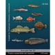 動物セット30 海の魚2 [1/35スケール レジン製ディティールアップパーツ]