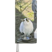 2018年4月始まり ほぼ日 WEEKS 春 やさしいねこ ぽー