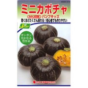 KS300シリーズ（野菜） No.216 ミニかぼちゃ パンプキッズ