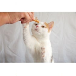 ヨドバシ.com - ライオンペット ペットキッス FOR CAT オーラルケア