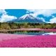31-002 芝桜と富士-山梨 [ジグソーパズル パズルの超達人EX 日本風景 1053ピース（完成サイズ：26×38cm）]