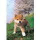 01-2071 ぼく、しばいぬ! [ジグソーパズル ラージ 108ピース（完成サイズ:26×38cm）]