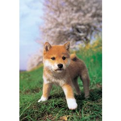 01-2071 ぼく、しばいぬ! [ジグソーパズル ラージ 108ピース（完成サイズ:26×38cm）]