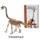 スケルトン・キット ブラキオサウルス