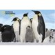13557 [3Dパズル ペンギン 100ピース]