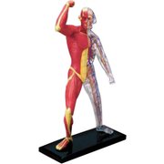 4D VISION 人体解剖シリーズ 筋肉と骨格解剖モデル