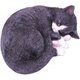眠り猫 八割れ 12692