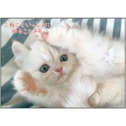 チームこねこ やることメモ ボーダー EM03037