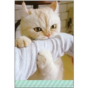チームこねこ ポストカード 縞 E15248