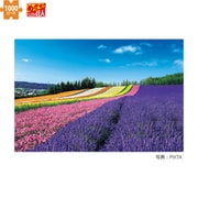 10-800 日本の風景 彩りの丘-北海道 [ジグソーパズル めざせ！パズルの達人 1000ピース（完成サイズ：50×75cm）]