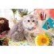25-165 ねことくまとひまわり [ジグソーパズル めざせ！パズルの達人 300ピース （完成サイズ：26×38cm）]