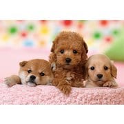 03-873 僕たちともだち（トイ・プードル&ダックス&柴犬） [ジグソーパズル 300ピース（完成サイズ:26×38cm）]