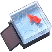 ひかりとみずのカラクリ金魚 出目金 [15歳～]