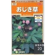 おじぎ草 1袋 907-065