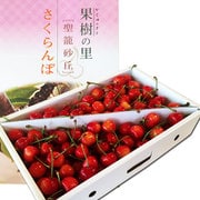 新潟産さくらんぼ 「紅秀峰」