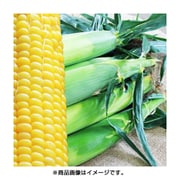 新潟産トウモロコシ 5kg