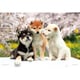 03-883 なかよしフレンズ（柴犬） [ジグソーパズル 300ピース（完成サイズ:26×38cm）]
