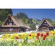 03-886 チューリップと藁葺き屋根の家（岐阜） [ジグソーパズル 300ピース（完成サイズ：26×38cm）]