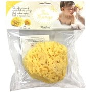 地中海産 天然 海綿スポンジ ハニコム No14
