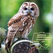CL-373 [カレンダー 2019 梟 (祝日訂正シール付き)]