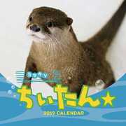 CL-375 [カレンダー 2019 カワウソちぃたん☆ (祝日訂正シール付き)]