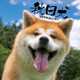 CL-377 [カレンダー 2019 秋田犬]
