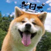 CL-377 [カレンダー 2019 秋田犬]