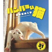 CL-394 [カレンダー 2019 卓上 ハンパない猫万年日めくり]